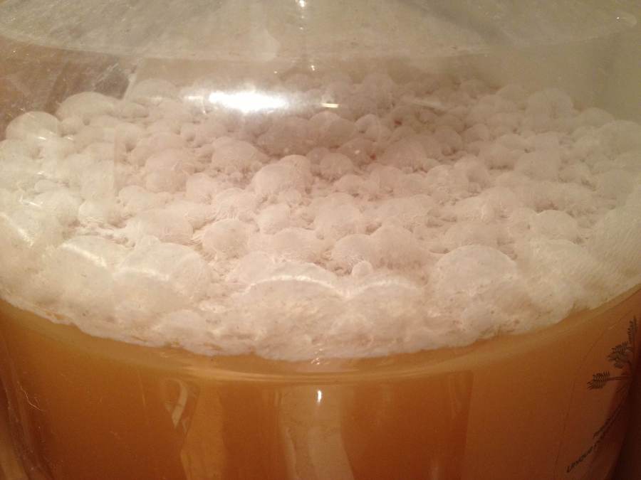 Lactobacillus pellicle.