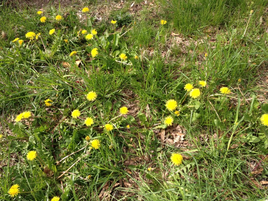 Dandelions