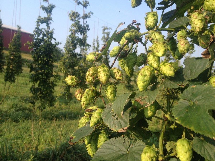 Chinook hop cones