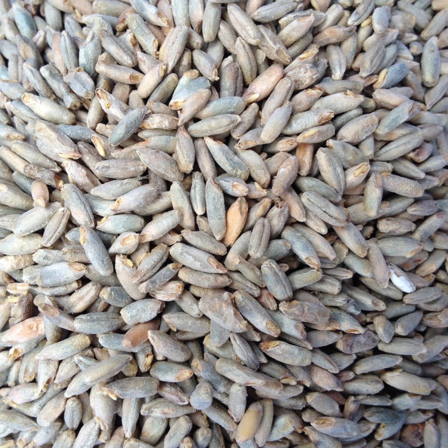 Rye Malt