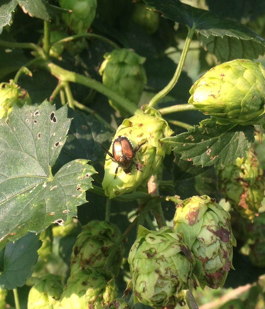 Japanese Beetle on hop cone