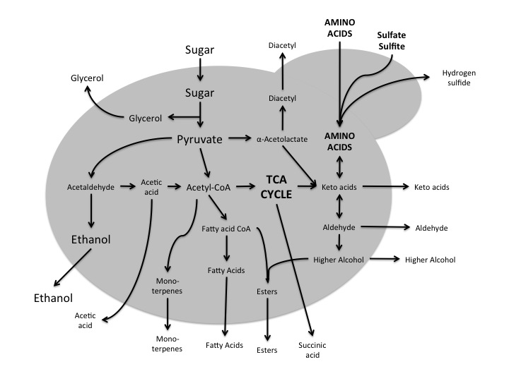 Summary of yeast physiology