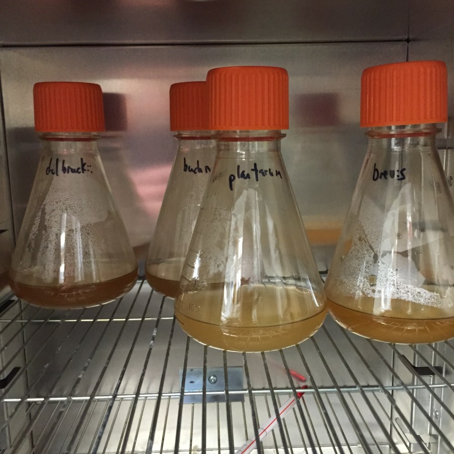 Growing the initial cultures