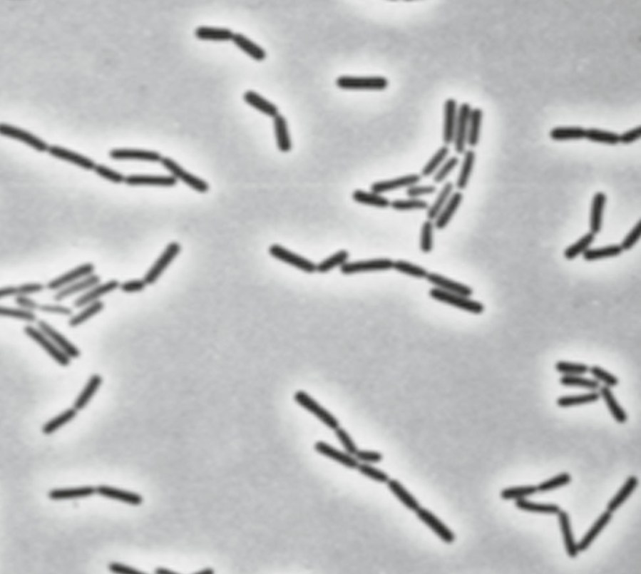 Lactobacillus agilis 