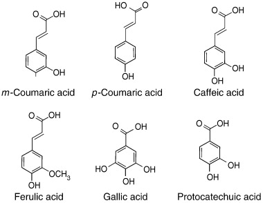 Phenolics made by L. plantarum