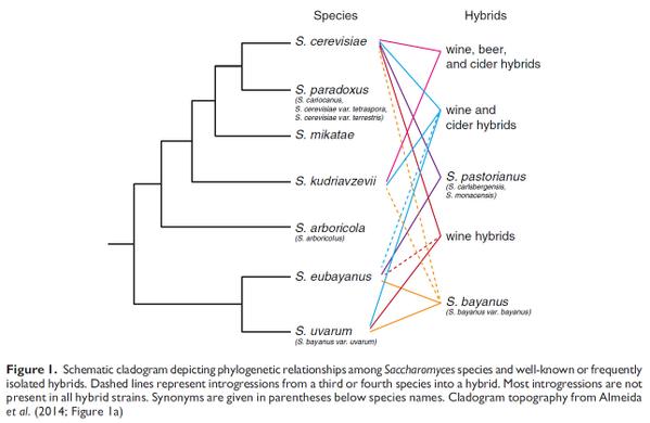 Possible Yeast Phylogenetics